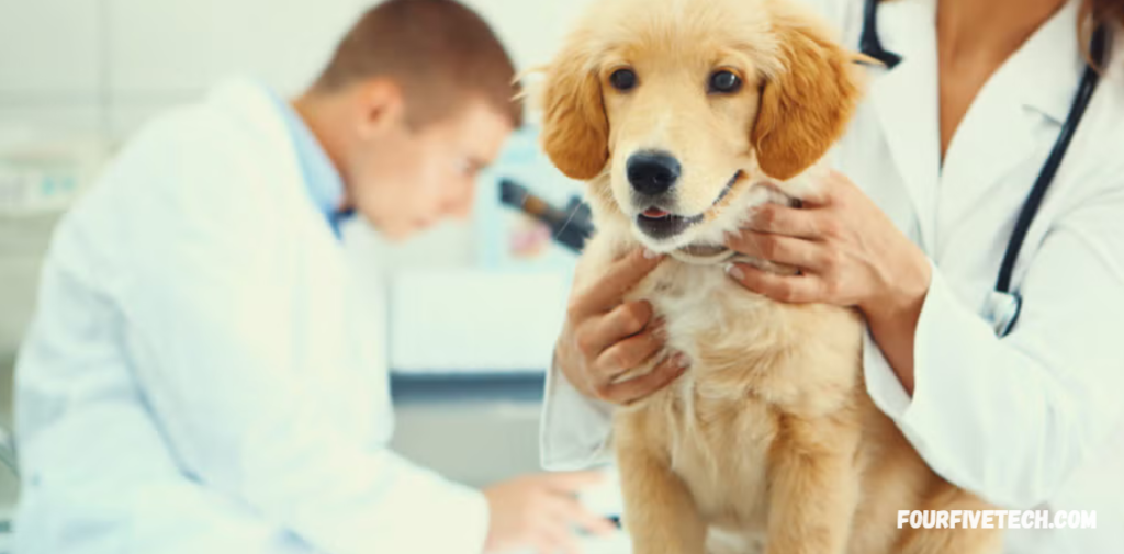 What to Expect During Your Pets Veterinary Visit