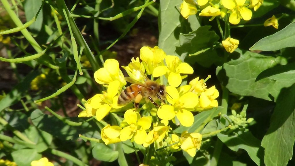 Wild Pollinator Corridors Take Root Along Farm Edges honeybee gathering pollen on a flower in close up